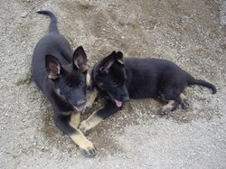 Jade & Jolin 8v
